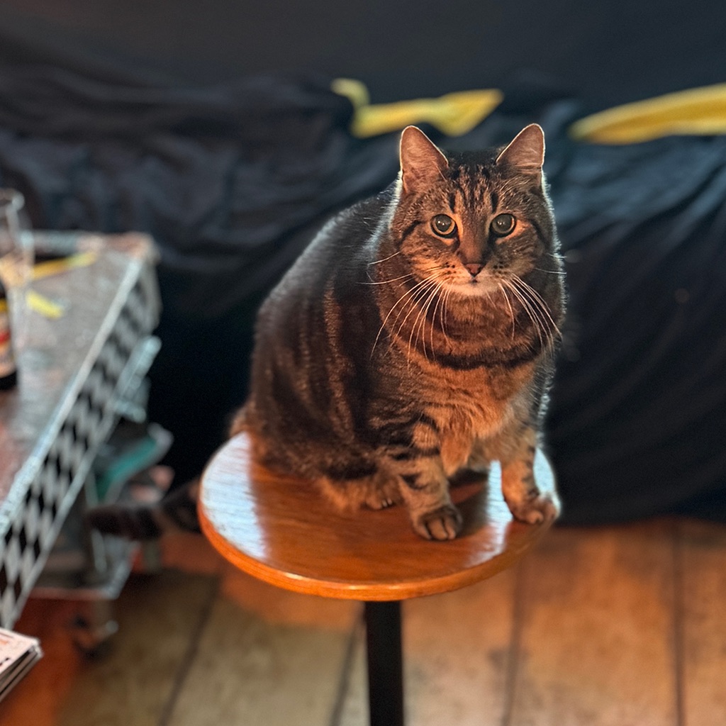 Tim the cat